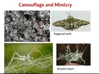 Lichens   sturcture, classification and reproduction