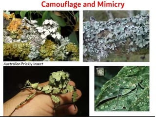 Lichens   sturcture, classification and reproduction