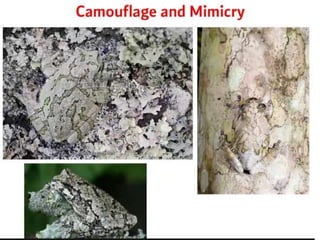 Lichens   sturcture, classification and reproduction