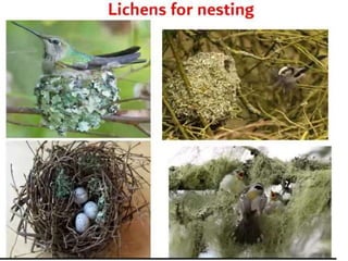 Lichens   sturcture, classification and reproduction