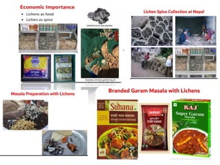 Lichens   sturcture, classification and reproduction