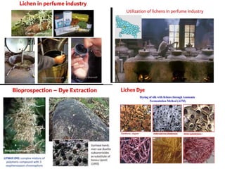 Lichens   sturcture, classification and reproduction