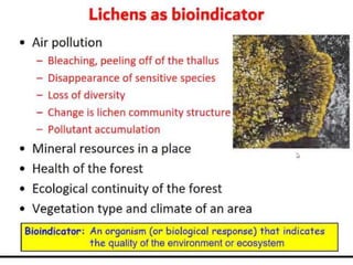 Lichens   sturcture, classification and reproduction