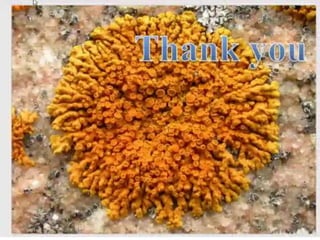 Lichens   sturcture, classification and reproduction