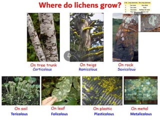 Tericolous Folicolous Plasticolous Metalicolous
 