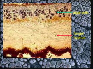 fungal
hyphae
algal cells
 