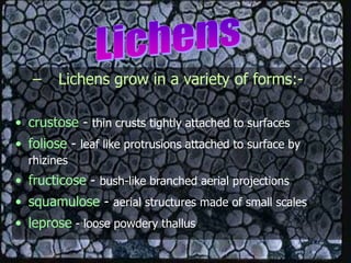 – Lichens grow in a variety of forms:-
• crustose - thin crusts tightly attached to surfaces
• foliose - leaf like protrusions attached to surface by
rhizines
• fructicose - bush-like branched aerial projections
• squamulose - aerial structures made of small scales
• leprose - loose powdery thallus
 