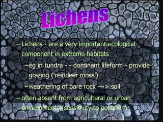 – Lichens - are a very important ecological
component in extreme habitats
–eg in tundra - - dominant lifeform - provide
grazing (‘reindeer moss’)
–weathering of bare rock ---> soil
– often absent from agricultural or urban
environments (sensitivity to pollution)
 