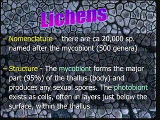 – Nomenclature - there are ca 20,000 sp.
named after the mycobiont (500 genera)
– Structure - The mycobiont forms the major
part (95%) of the thallus (body) and
produces any sexual spores. The photobiont
exists as cells, often in layers just below the
surface, within the thallus
 