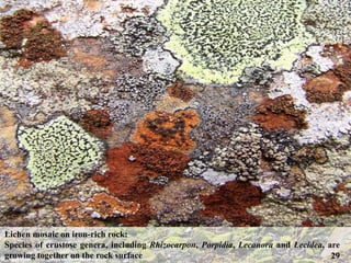 Lichen Rizoides Lichens by Fauzia Razzaq | PPTX