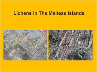 Lichens in The Maltese Islands.
 