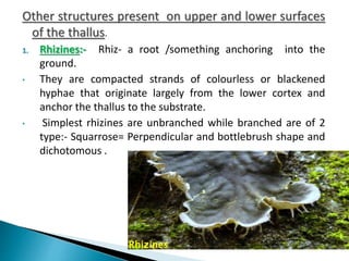 Lichen Rizoides basics of Lichens | PPTX
