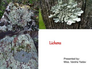Presented by-
Miss. Varsha Yadav
Lichens
 
