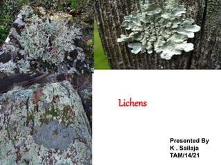 Presented By
K . Sailaja
TAM/14/21
Lichens
 