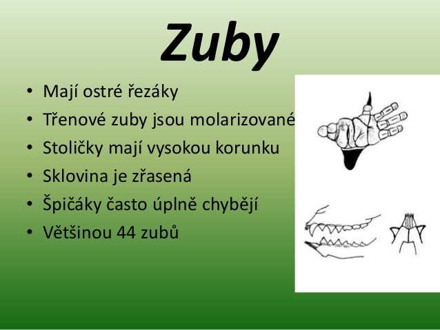 Lichokopytníci