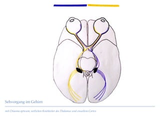 mit Chiasma opticum; seitlichen Kniehöcker des Thalamus und visuellem Cortex
Sehvorgang im Gehirn
 