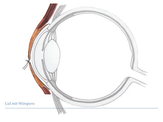 Lid mit Wimpern
 