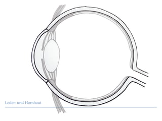 Leder- und Hornhaut
 