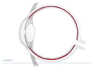 Aderhaut
 