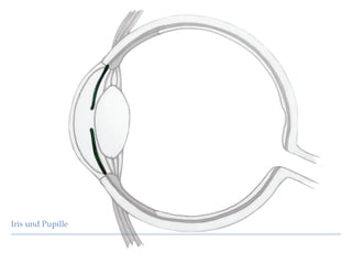 Iris und Pupille
 