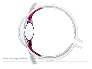 Linse mit Ringmuskel und LinsenbänderLinse mit Ringmuskel und Linsenbänder
 