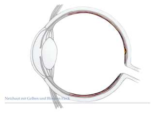 Netzhaut mit Gelben und Blindem Fleck
 