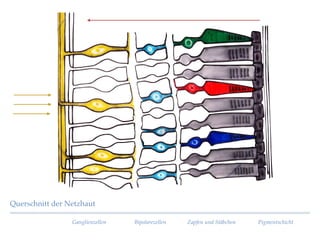 Ganglienzellen Bipolarezellen Zapfen und Stäbchen Pigmentschicht
Querschnitt der Netzhaut
 