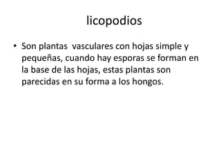licopodios 
• Son plantas vasculares con hojas simple y 
pequeñas, cuando hay esporas se forman en 
la base de las hojas, estas plantas son 
parecidas en su forma a los hongos. 
