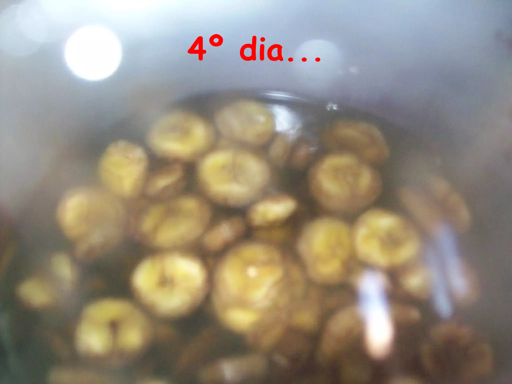 4º dia...
