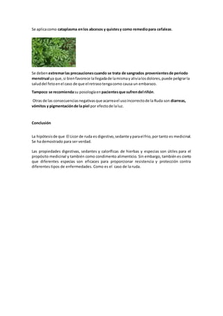 Se aplicacomo cataplasma enlos abcesos y quistesy como remediopara cefaleas.
Se deben extremarlas precaucionescuando se trata de sangrados provenientesde periodo
menstrual ya que,si bienfavorece lallegadade lamismay alivialosdolores,puede peligrarla
saluddel fetoenel caso de que el retrasotengacomo causa un embarazo.
Tampoco se recomiendasu posologíaen pacientesque sufrendel riñón.
Otras de las consecuenciasnegativasque acarreael usoincorrectode la Ruda son diarreas,
vómitos y pigmentaciónde la piel por efectode laluz.
Conclusión
La hipótesisde que El Licor de ruda es digestivo,sedante yparael frio,por tanto es medicinal.
Se ha demostrado para ser verdad.
Las propiedades digestivas, sedantes y caloríficas de hierbas y especias son útiles para el
propósito medicinal y también como condimento alimenticio. Sin embargo, también es cierto
que diferentes especias son eficaces para proporcionar resistencia y protección contra
diferentes tipos de enfermedades. Como es el caso de la ruda.
 