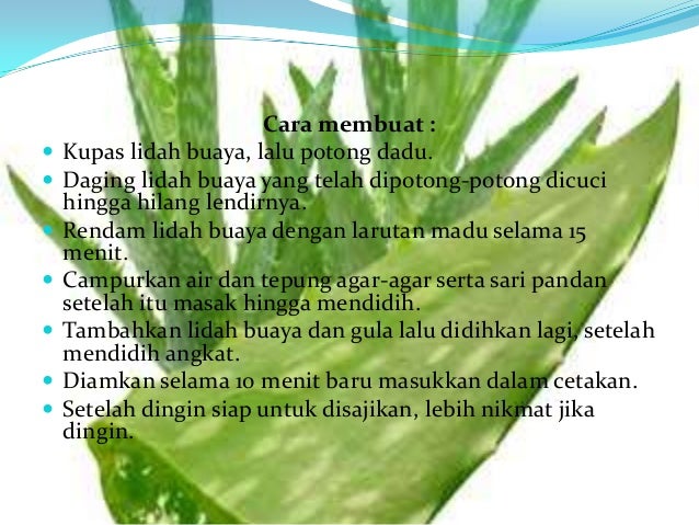 Lidah Buaya