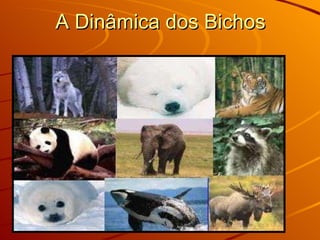 A Dinâmica dos Bichos 