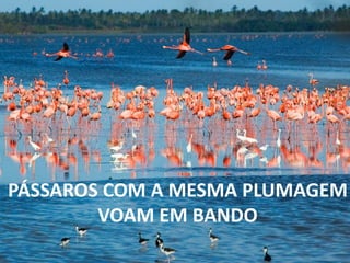 77
PÁSSAROS COM A MESMA PLUMAGEM
VOAM EM BANDO
 