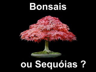 Bonsais 
ou Sequóias ? 
 