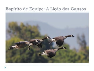 Espírito de Equipe: A Lição dos Gansos
 