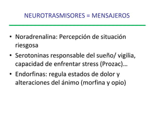 NEUROTRASMISORES = MENSAJEROS   Noradrenalina: Percepción de situación riesgosa Serotoninas responsable del sueño/ vigilia, capacidad de enfrentar stress (Prozac)… Endorfinas: regula estados de dolor y alteraciones del ánimo (morfina y opio) 