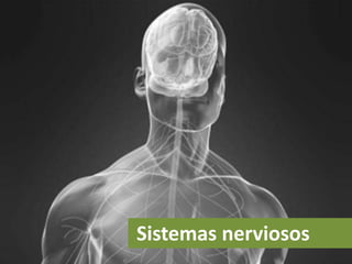 Sistemas nerviosos
 