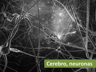 Cerebro, neuronas
 
