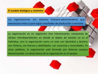 El modelo biológico y sistémico
Las organizaciones son sistemas humano-administrativos que
interactúan entre sí para lograr resultados de producción o servicios.
La organización es un organismo vivo interactuante, compuesto de
células interdependientes en donde el objeto de estudio no es el
individuo, sino la organización como un ente con identidad y destino;
con Historia, con fuerzas y debilidades, con carencias y necesidades. En
otras palabras, la organización está formada por diversos equipos
interactuantes. La célula básica de la organización es el equipo.
 