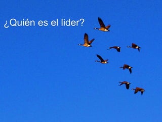¿Quién es el lider? 
 
