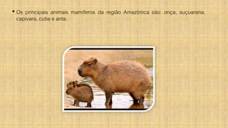 • Os principais animais mamíferos da região Amazônica são: onça, suçuarana,
capivara, cutia e anta.
 