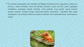 • Os animais ameaçados der extinção da Região Amazônica são: jaguatirica, peixe-boi,
pirarucu, arara vermelha, arara de barriga amarela, tucano de bico preto, papagaio
verdadeiro, ararajuba, harpia, ariranha, onça pintada, onça parda, uacari branco,
macaco aranha, macaco prego, sauim-de-coleira, tamanduá – bandeira. Eles estão
ameaçados de extinção devido as ações humanas como desmatamento, queimadas e
caças.
 