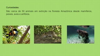 Curiosidades:
São cerca de 50 animais em extinção na floresta Amazônica desde mamíferos,
peixes, aves e anfíbios.
 