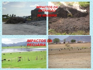 IMPACTOS DA
     EXTRAÇÃO
    DE MADEIRA




IMPACTOS DA
PECUÁRIA
 