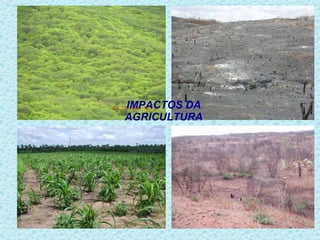 IMPACTOS DA
AGRICULTURA
 