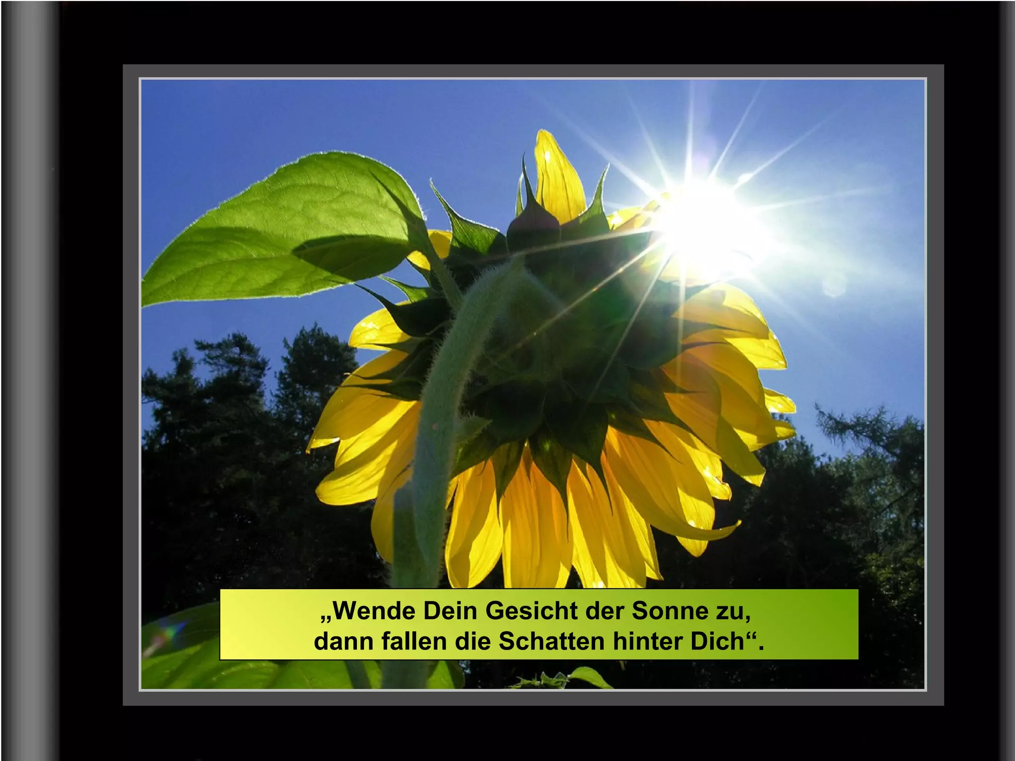 „Wende Dein Gesicht der Sonne zu,
dann fallen die Schatten hinter Dich“.
 
