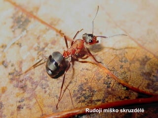 Rudoji miško skruzdėlė
 