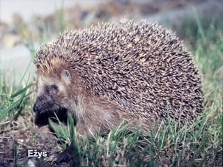 Ežys
 