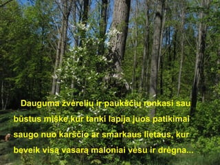 Dauguma žvėrelių ir paukščių renkasi sau
būstus miške,kur tanki lapija juos patikimai
saugo nuo karščio ar smarkaus lietaus, kur
beveik visą vasarą maloniai vėsu ir drėgna...
 