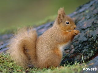 Voverė
 